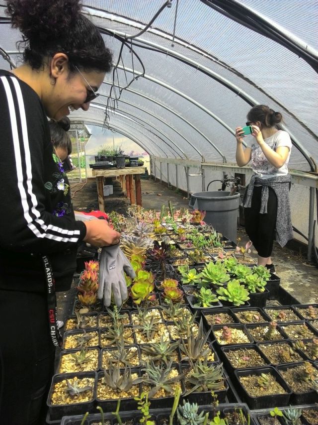 students working with succulents